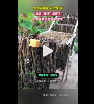 焯水暴晒野菜脱水后竟再行发芽