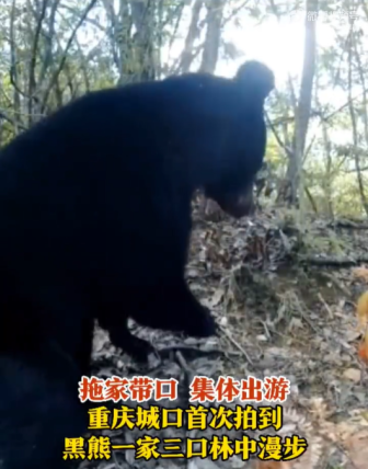 太可爱了！重庆拍到黑熊一家三口林中漫步