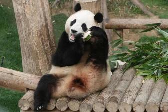 韩国为大熊猫福宝拍摄电影《再见爷爷》，计划今年上映