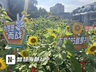 老師將花束分送祝學(xué)生“一舉奪葵” 600余株向日葵盛放送祝福