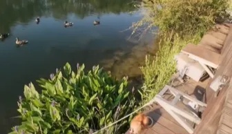 北京亮马河惊现陌生“大黄耗子”，是什么入侵物种？ 专家确认为海狸鼠