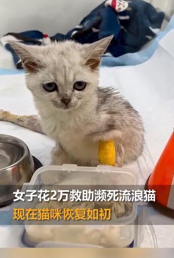 女子花两万救濒死流浪猫