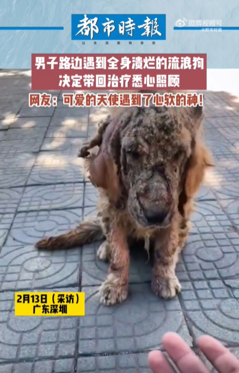 全身溃烂金毛被收养后变得爱撒娇