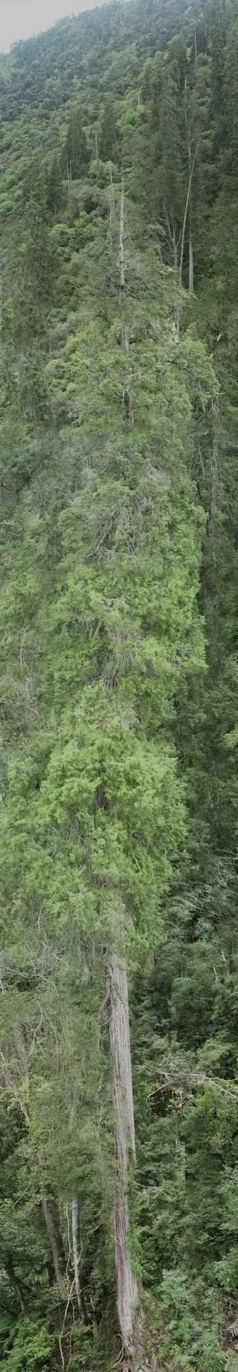 西藏102.3米“高树”刷新亚洲纪录