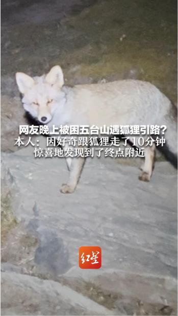 男子被困五台山遇狐狸“引路”