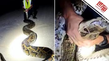 美国捕蛇员遭巨蟒缠腿拖行 惊险捕获过程曝光