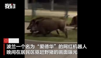 新中国机器人在波兰街头驱赶野猪 未来科技展现