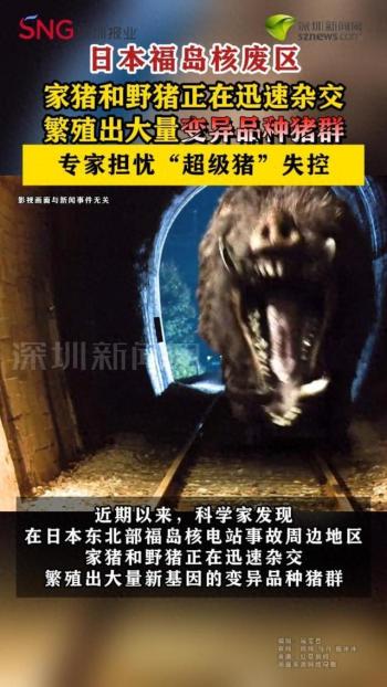 福岛核区日本野猪变超级猪 杂交繁殖引发担忧