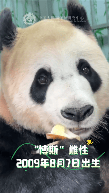 13只大熊猫入住绵阳基地 新家园迎新居民