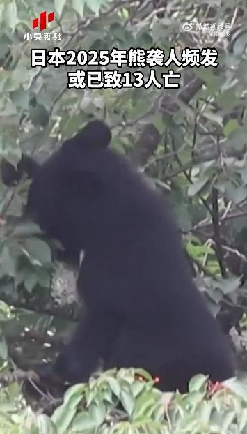 日本熊害怎么治？石破茂：吃掉就好 推動(dòng)野味資源化利用