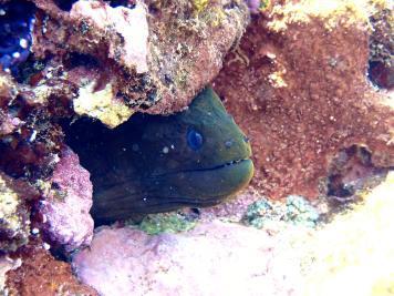 黄岩岛珊瑚礁生态调查 生态系统总体良好但面临威胁