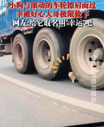 男子從車輪下極限救出小狗 網(wǎng)友：給它取名幸運吧