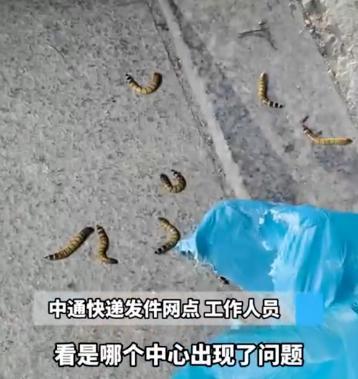 女子拆快递拆出十几条活虫 惊魂瞬间引发热议