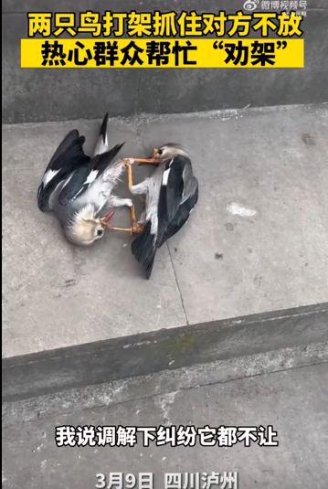 小鸟路边打架死死锁住对方
