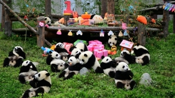18只熊猫宝宝一起过生日 18 panda cubs have birthday party in Sichuan