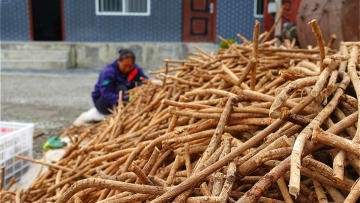Medicinal herbs boost poverty alleviation in Gansu