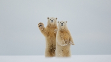 Alaska's polar bears