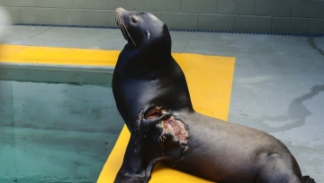 Young sea lion recovers from shark bite, returns to ocean