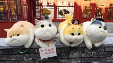 故宫现巨型御猫萌翻游客 Royal cats statues catch the eyes of tourists in Beijing