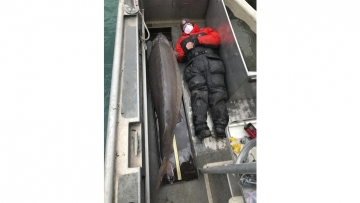Hold on! 240-pound fish, age 100, caught in Detroit River