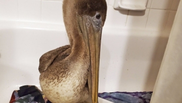 Pelican named Arvy survives frostbite, sent to sanctuary