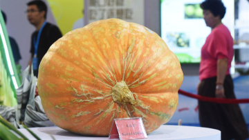 200斤重的太空南瓜亮相杭州 Giant space pumpkin on display in Hangzhou