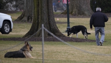 Biden family dogs move into the White House