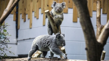 Koala family 'bears' heart and soul at east China zoo