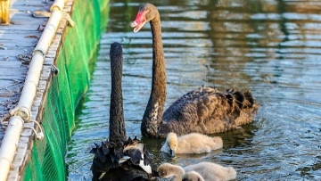 Black swan family making waves in north China’s Hebei