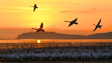New dawn as swans flock to coastal Shandong in winter