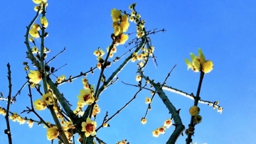 Wintersweet flowers blossom in central China