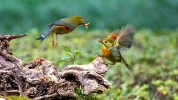 Red-billed leiothrix birds frolic along riverbank in east China