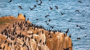 A grand gathering of cormorants in southeast China