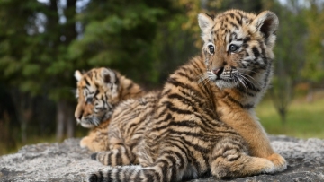 Kunming zoo prepares for collective debut of young tigers