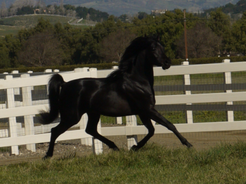 别看阿拉伯马闻名世界，阿拉伯人：我们扩张赚钱靠的是这两种牲口