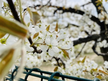 花海澎湃 孕育北京地标果品的429岁古梨树花期正盛
