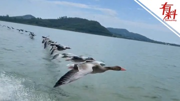数十只大雁跟着快艇御风飞行 视频拍下罕见一幕