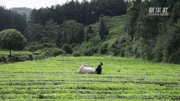 微纪录片丨贵州思南生态茶绿了山川富了民