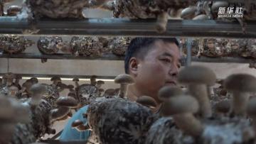 秋收见闻｜山东淄川：发展香菇产业促进乡村振兴
