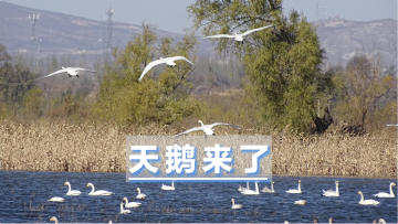 视频｜官厅水库迎数百只迁徙天鹅 秒变“天鹅湖”