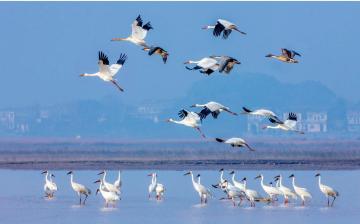 国际重要湿地取水记｜江西鄱阳湖国际重要湿地