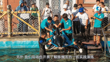 全球连线｜中国民间人士助力海洋野生动物保护