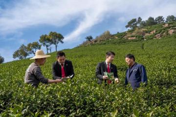安吉“森林法官”护航茶企业发展