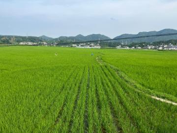 贵州贡米村：“三步走”提高农民种粮积极性