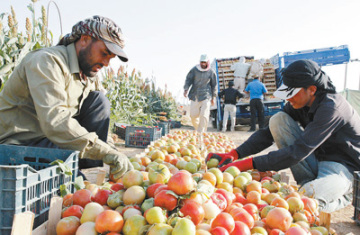 约旦积极发展可持续农业