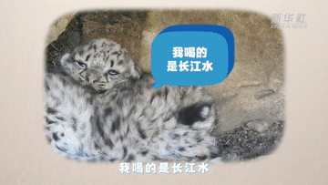 遇见南京｜创意有声“绘本”：雪豹与白鹭的故事