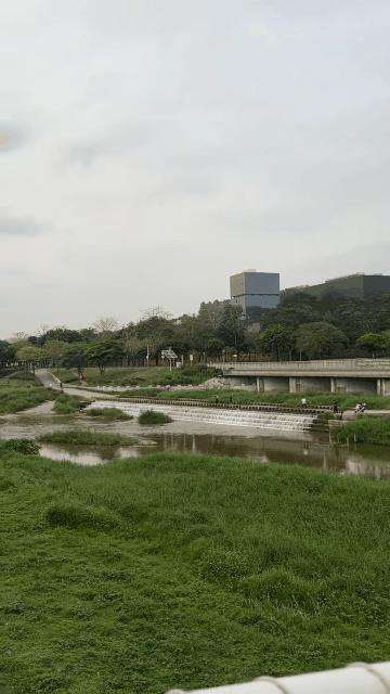 茅洲河水面出现大面积泡沫 官方回应 鱼渣与浮油所致