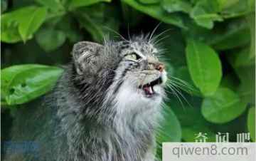 播放软件大全排行_直播平台排行榜相关新闻_图片_视频_网友讨论_头条_中华网