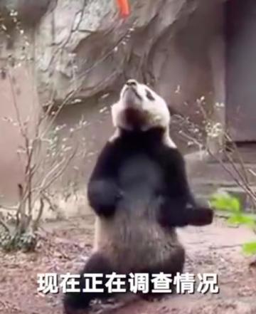 官方证实大熊猫“宝新”已去世：死因正在调查