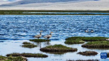 隆宝滩：长江源头的生命律动